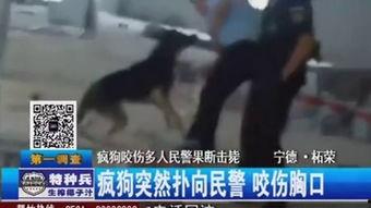 疯狗 在线观看,在线惊悚悬疑，揭秘疯狂世界