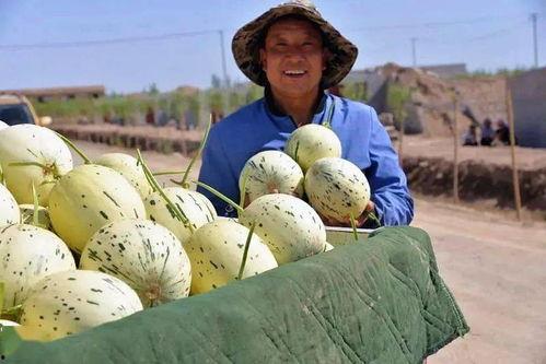 瓜州能不能免费吃瓜,免费瓜果盛宴,尽享甜蜜时光 第2张 瓜州能不能免费吃瓜,免费瓜果盛宴,尽享甜蜜时光 第2张